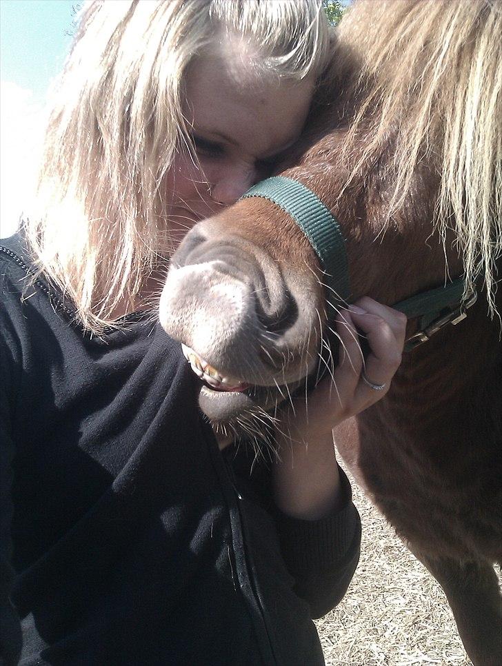 Shetlænder Preben - Som vi kender ham :D min lille bølle<3<3<3 billede 3