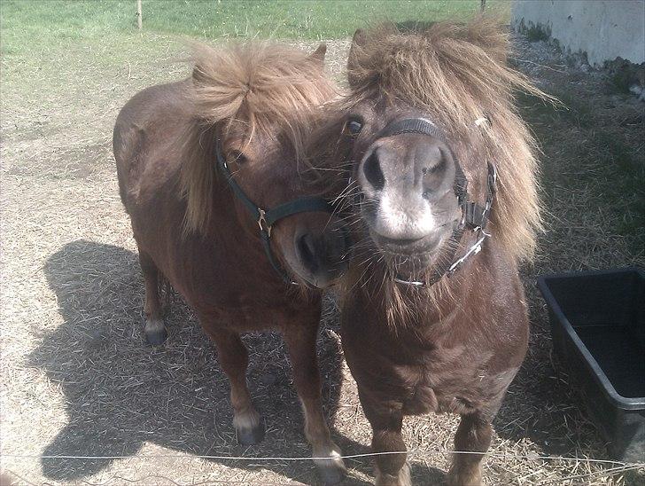 Shetlænder Preben - Far&Søn aka. Troels&Preben<3 billede 4