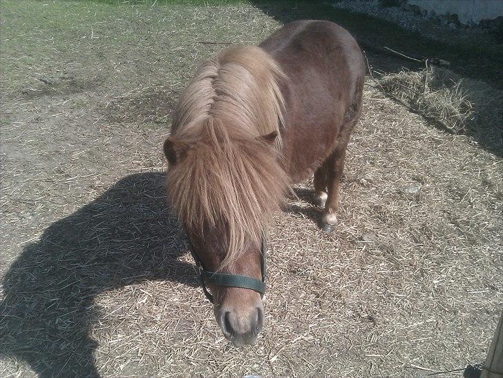 Shetlænder Preben billede 5