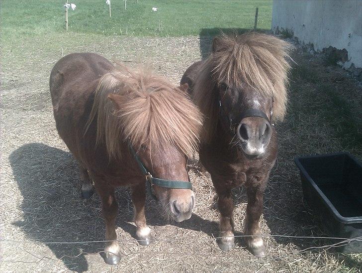 Shetlænder Preben billede 7