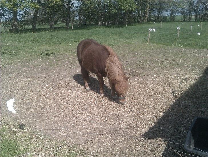 Shetlænder Preben billede 8
