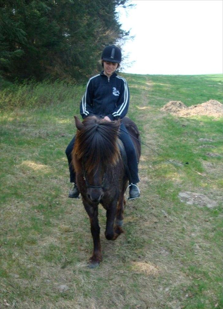 Islænder Perla fra Bagterp - Smukke Perla billede 13