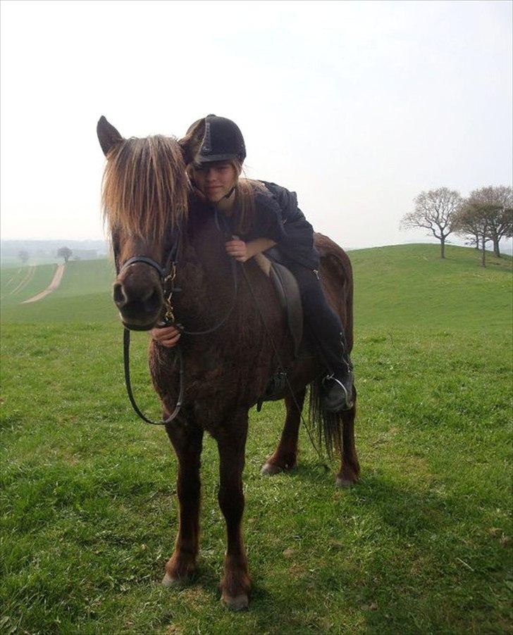 Islænder Perla fra Bagterp - Hygge billede 14