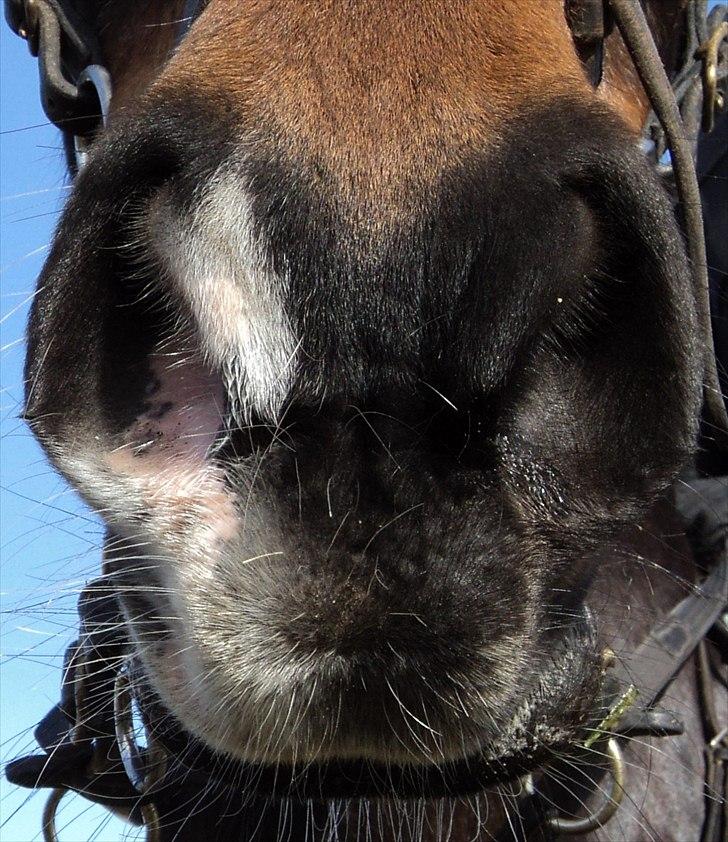 Anden særlig race Le Fleur billede 11