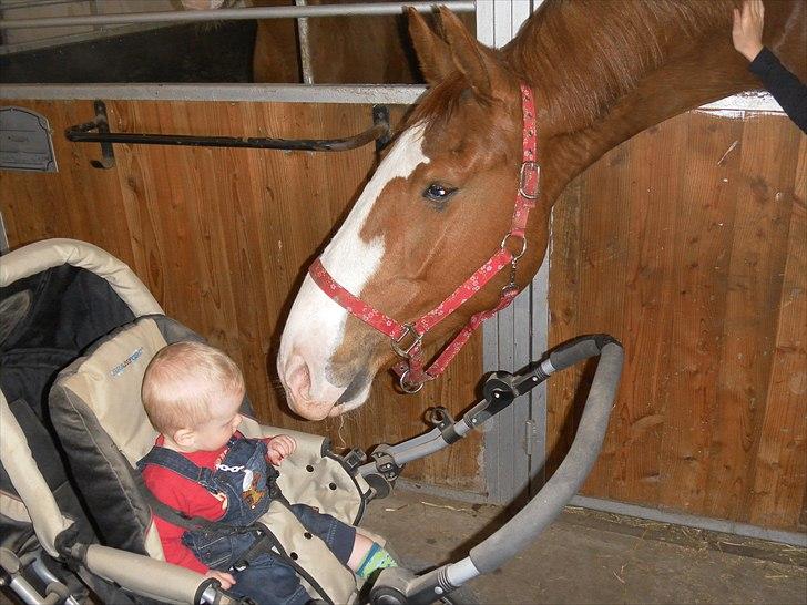 Gelderland Gelle R.I.P - Du ser sød ud lille dreng.. Har du mon noget der kan spises.. Eller kan du selv spises.. billede 3