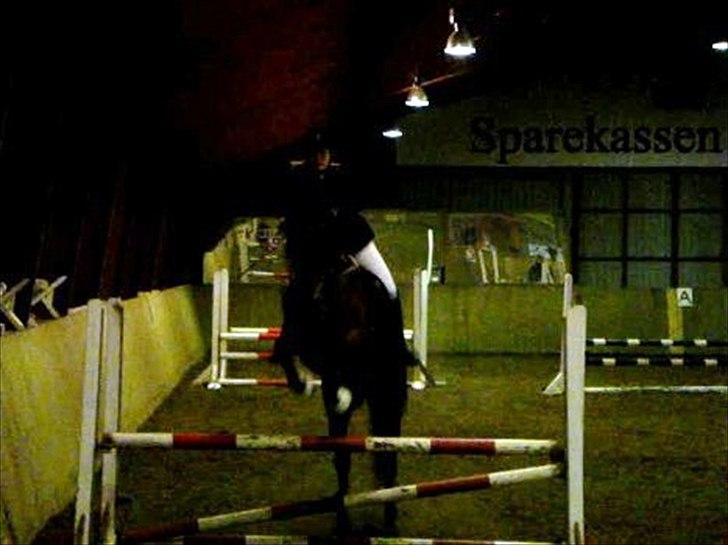 Hollandsk Varmblod Primeur - stævne LC* - TAGET FRA FILM! billede 17