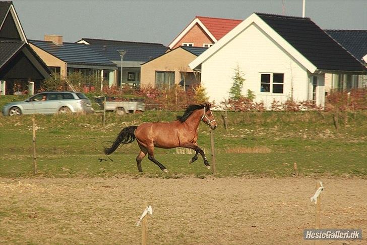 Anden særlig race Vestervangs Ib  - Pas På Der Oppe, Der Kommer En Loppe ! :D :p billede 6