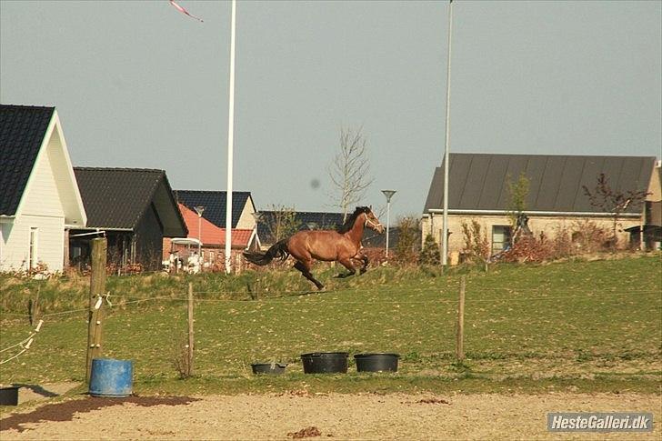 Anden særlig race Vestervangs Ib  - Fuuuuuld Faaaart! :p billede 7