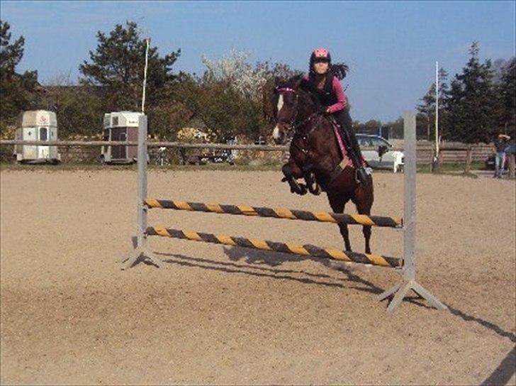 Hollandsk Sportspony Domenique billede 1