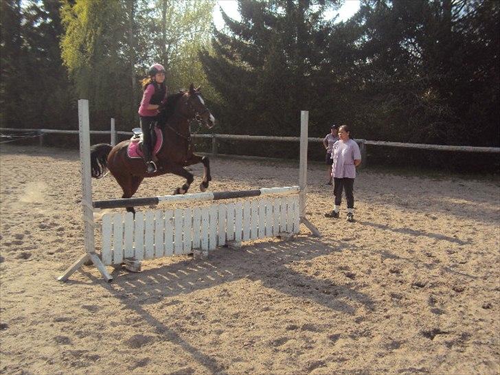 Hollandsk Sportspony Domenique billede 2