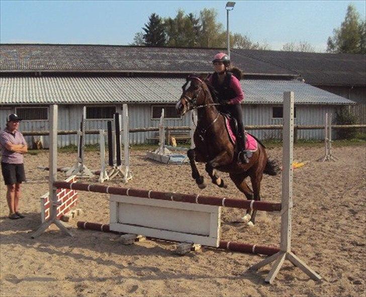 Hollandsk Sportspony Domenique billede 3