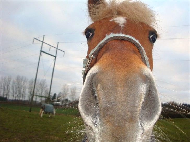 New Forest Fuglekildes Savoy billede 1