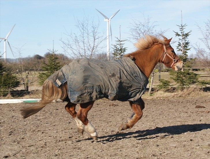 New Forest Fuglekildes Savoy billede 2