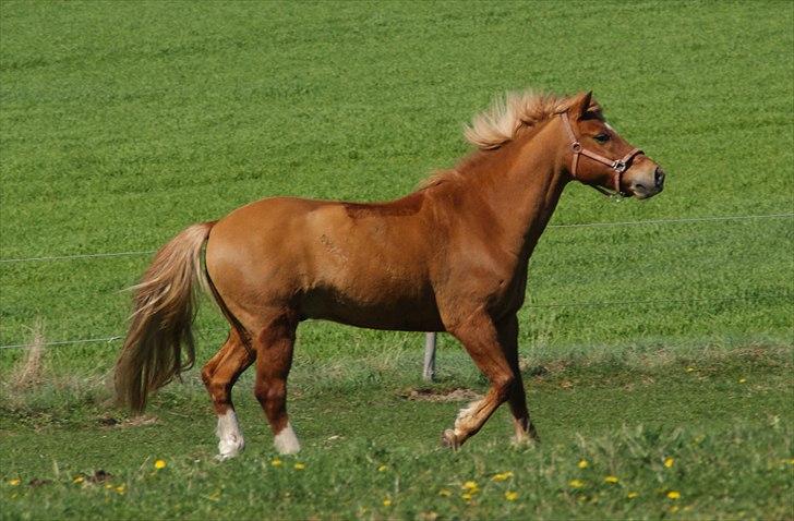 New Forest Fuglekildes Savoy billede 3