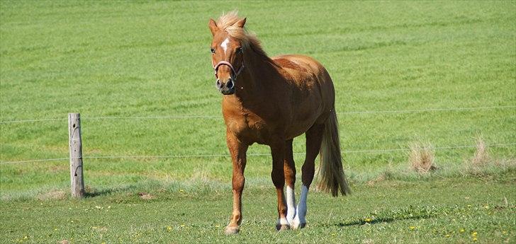 New Forest Fuglekildes Savoy billede 4