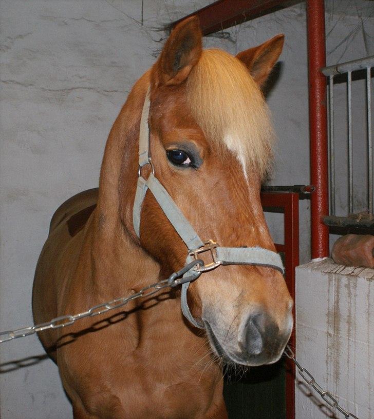 New Forest Fuglekildes Savoy billede 5