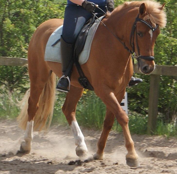 New Forest Fuglekildes Savoy billede 8