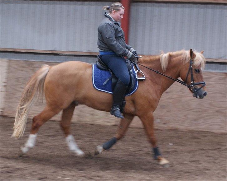 New Forest Fuglekildes Savoy billede 9