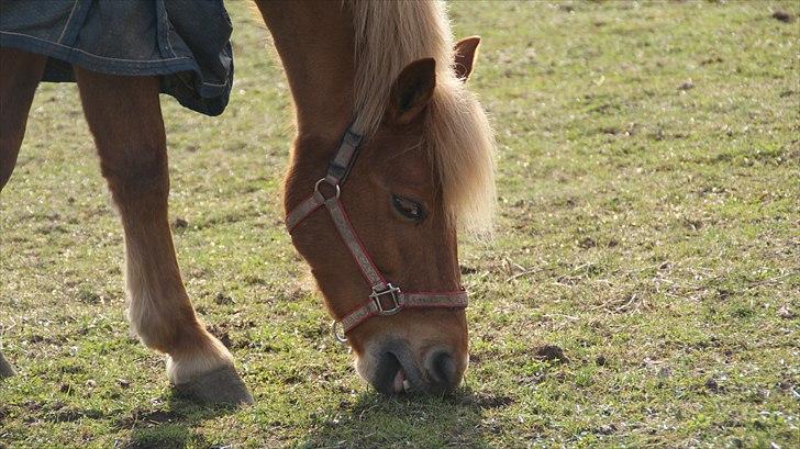 New Forest Fuglekildes Savoy billede 11