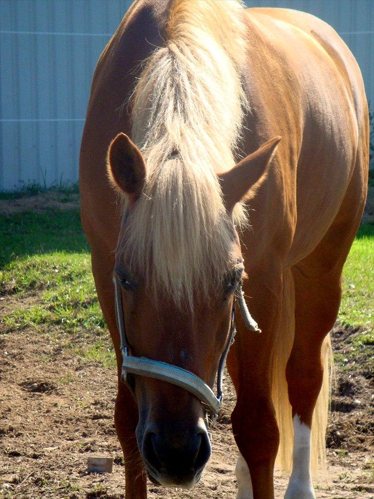 New Forest Fuglekildes Savoy billede 12