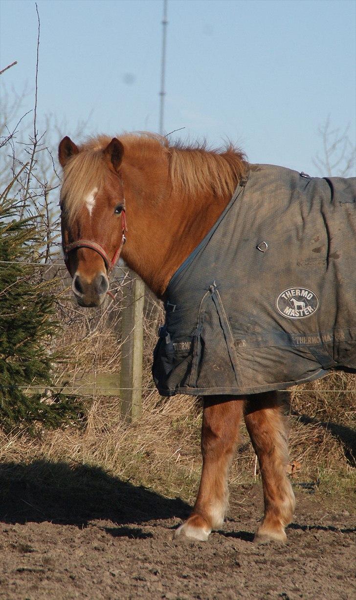 New Forest Fuglekildes Savoy billede 13