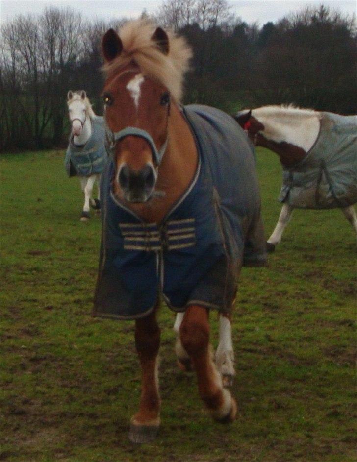 New Forest Fuglekildes Savoy billede 14