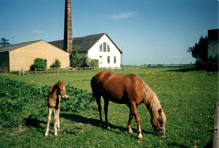 New Forest Fuglekildes Savoy billede 15