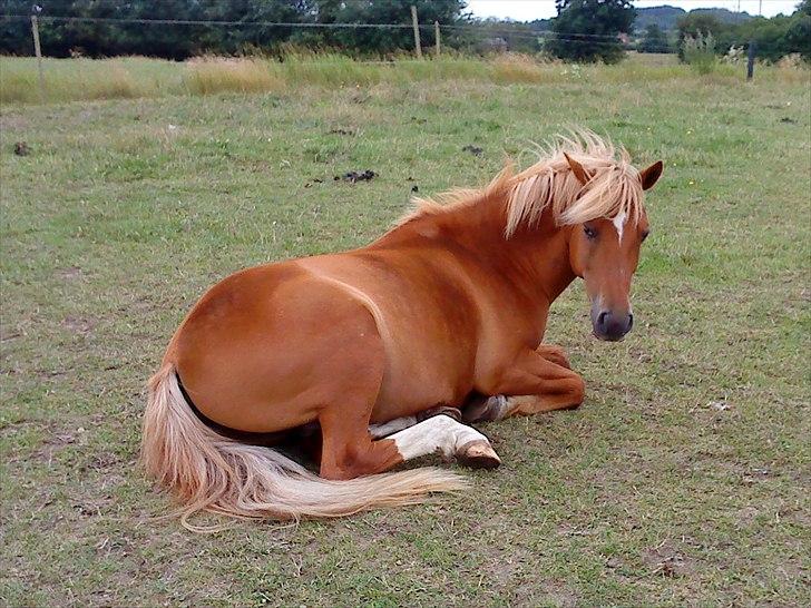 New Forest Fuglekildes Savoy billede 16