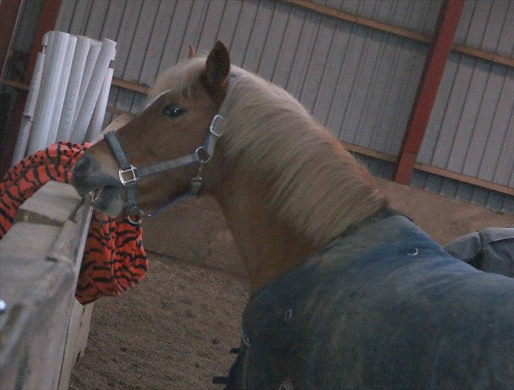 New Forest Fuglekildes Savoy billede 17