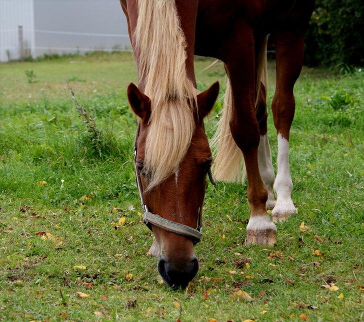 New Forest Fuglekildes Savoy billede 18