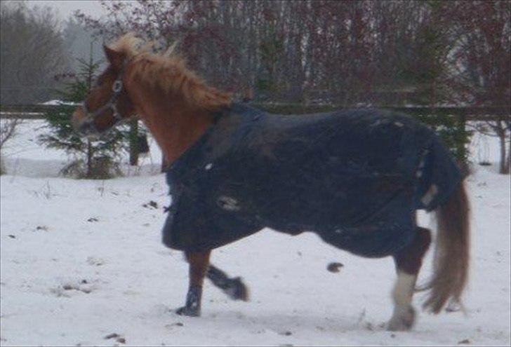 New Forest Fuglekildes Savoy billede 19