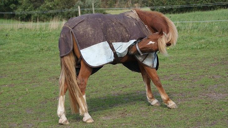 New Forest Fuglekildes Savoy billede 20