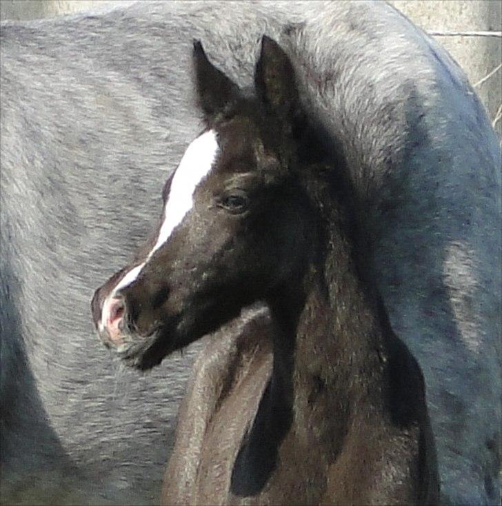 DSP Elmegaardens Lady Marion (Lotte) - Lady Marions afkom f. 22/4-2011 (4 dage gammel) billede 12