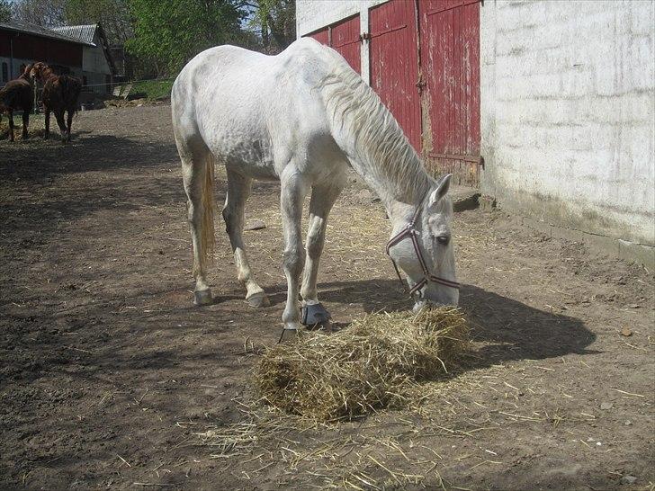 Holstener Cypresgårdens Marquis billede 8