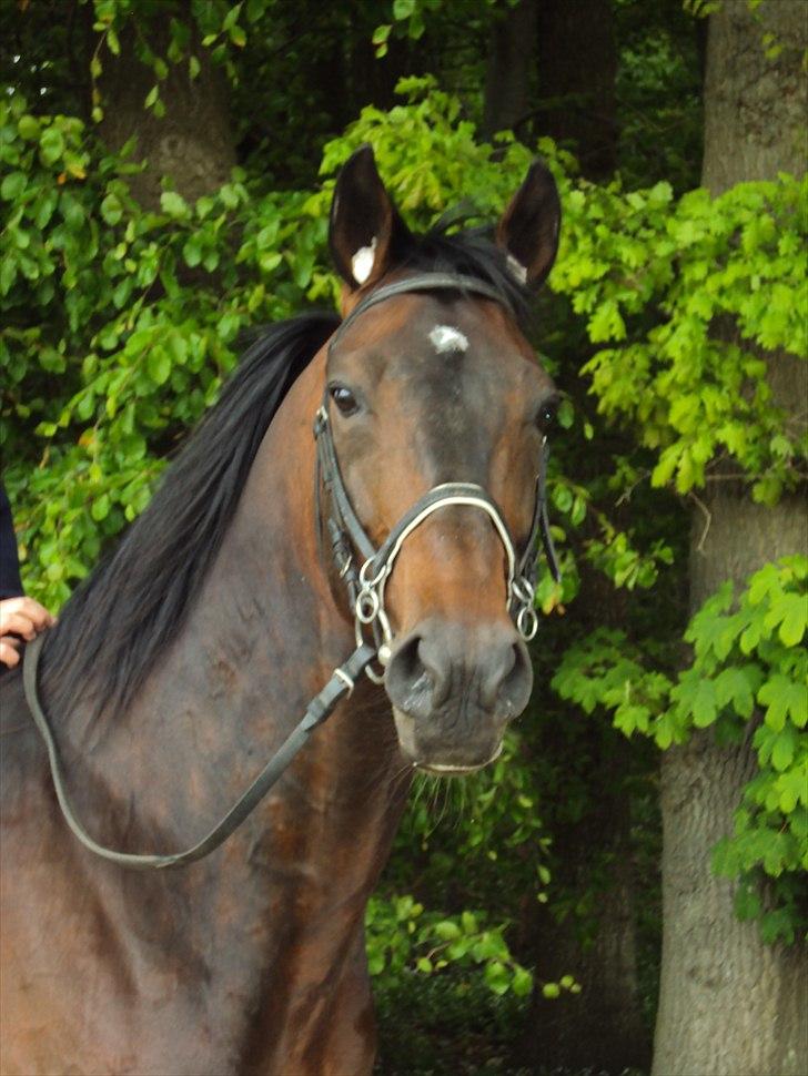 Traver Nikotin - 1)Velkommen til Nikotins profil. Læg meget gerne en bedømmelse&kommentar, på forhånd tak;). foto: Helena billede 1