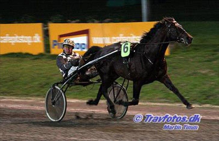 Traver Nikotin - 2) Da Niko var i løb. Foto: ? billede 2