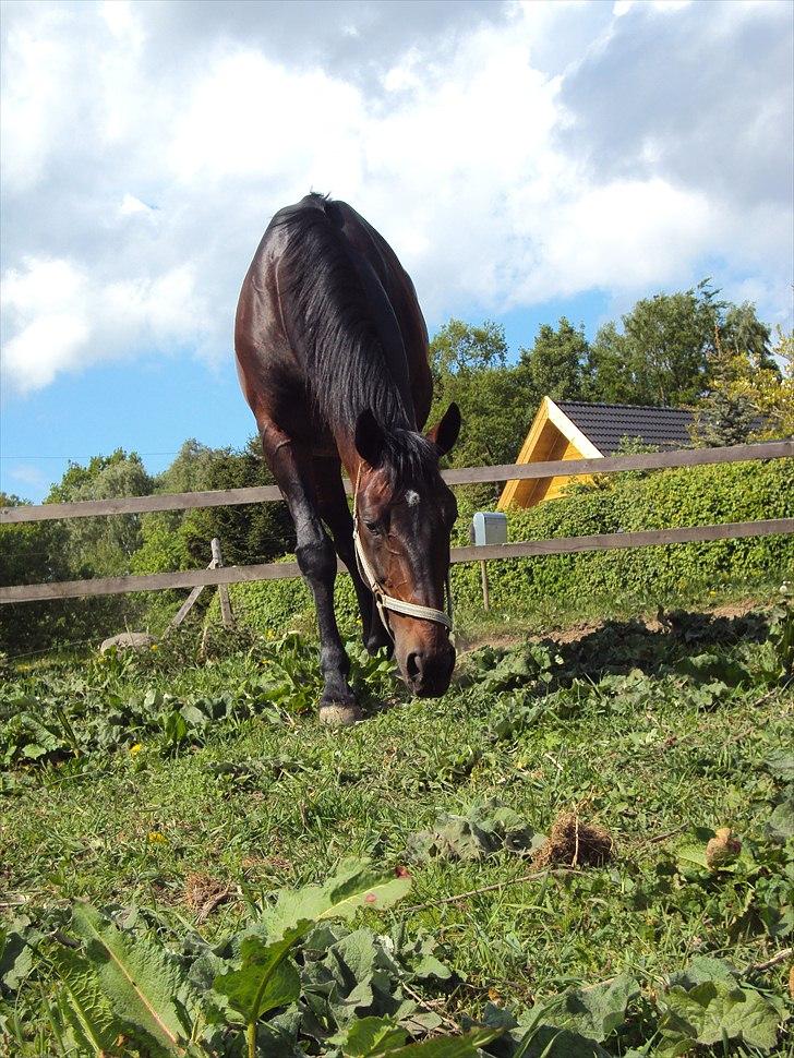 Traver Nikotin - 3) Foto:mig billede 3