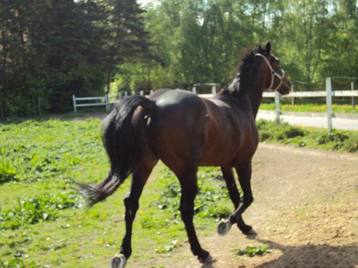 Traver Nikotin - 4) Foto:mig billede 4