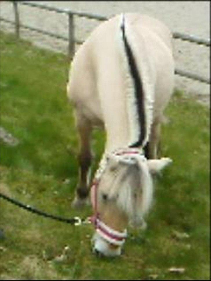 Fjordhest Luna *gl. part* <3 - lige ude og græsse lidt :) billede 11