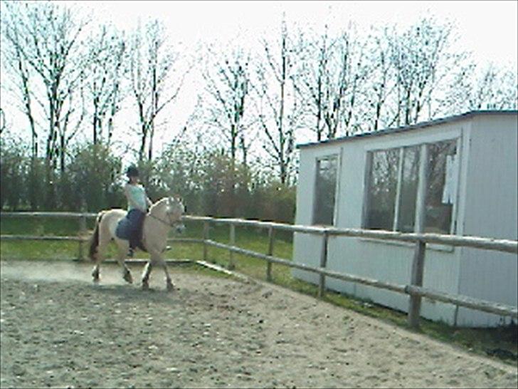 Fjordhest Luna *gl. part* <3 - dressur :) billede 12