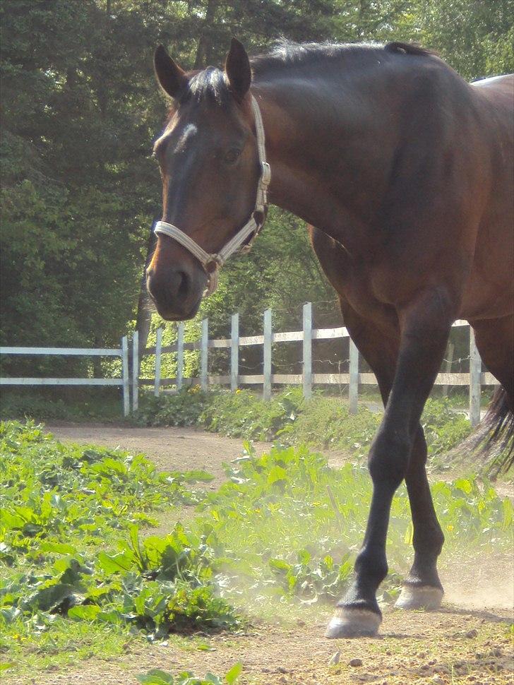 Traver Nikotin - 5) Foto:mig billede 5