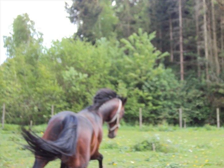 Traver Nikotin - 6) beklager billedet kva. og position, men syntes det var sødt, da han sætter i galop. Foto:mig billede 6
