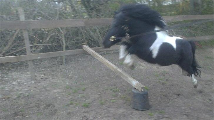 Anden særlig race Zarra`s Tordenbrag  billede 17