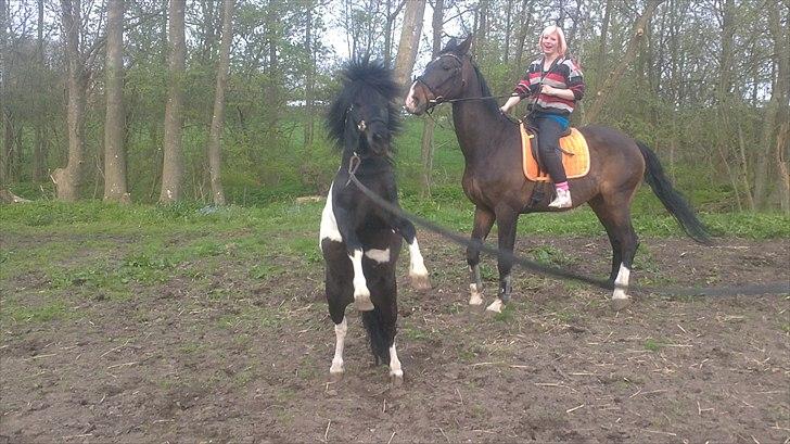 Anden særlig race Zarra`s Tordenbrag  billede 18