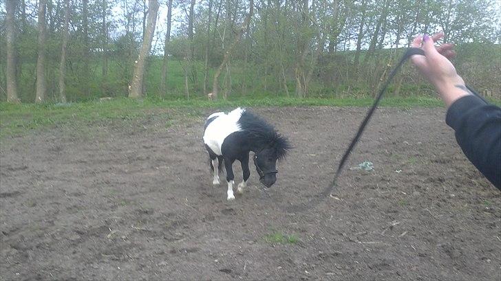 Anden særlig race Zarra`s Tordenbrag  billede 19