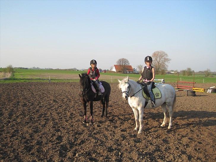 Welsh Pony (sec B) Papaya - Hygger med storesøster billede 5