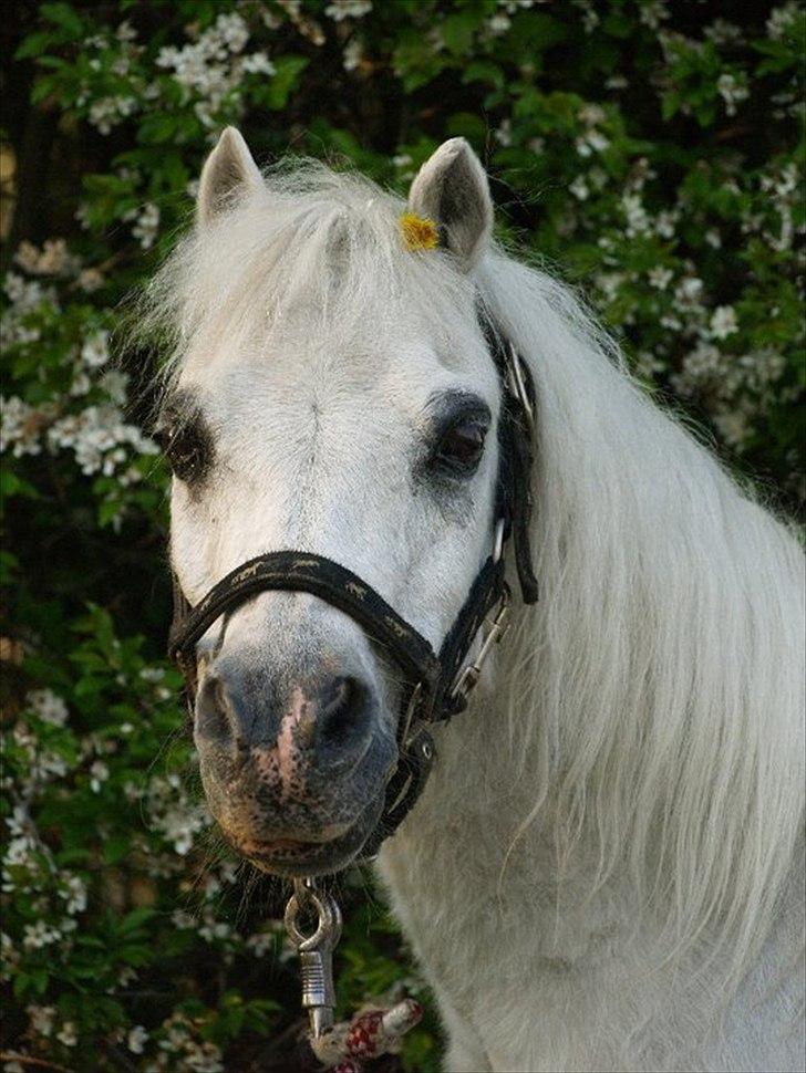 Anden særlig race Lillemand R.I.P billede 1