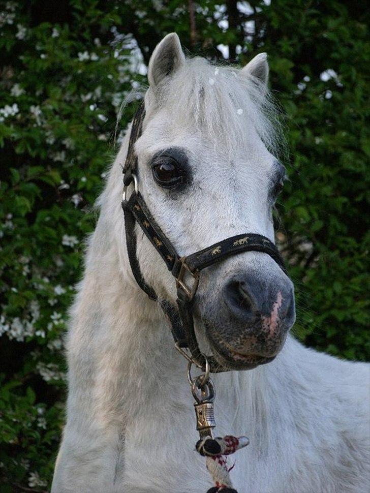 Anden særlig race Lillemand R.I.P billede 2