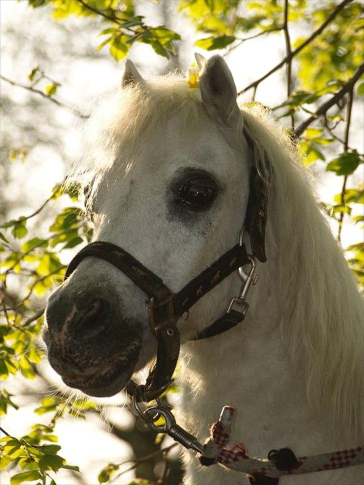 Anden særlig race Lillemand R.I.P billede 3