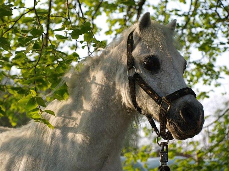 Anden særlig race Lillemand R.I.P billede 4